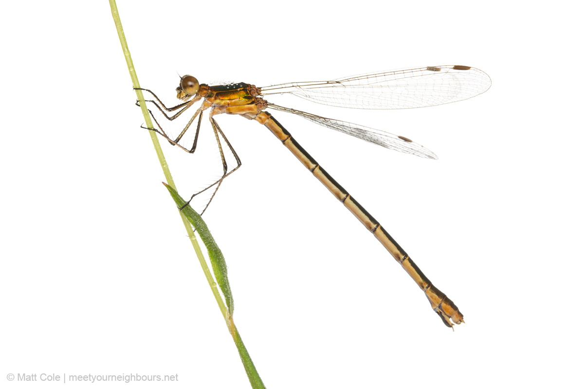 MYN Emerald Damselfy female